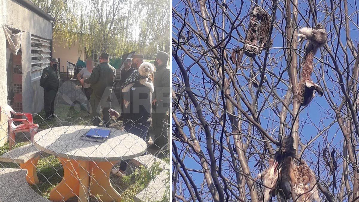 Así encontraron los restos de liebres y gato montés en una casa de San Genaro.&nbsp;
