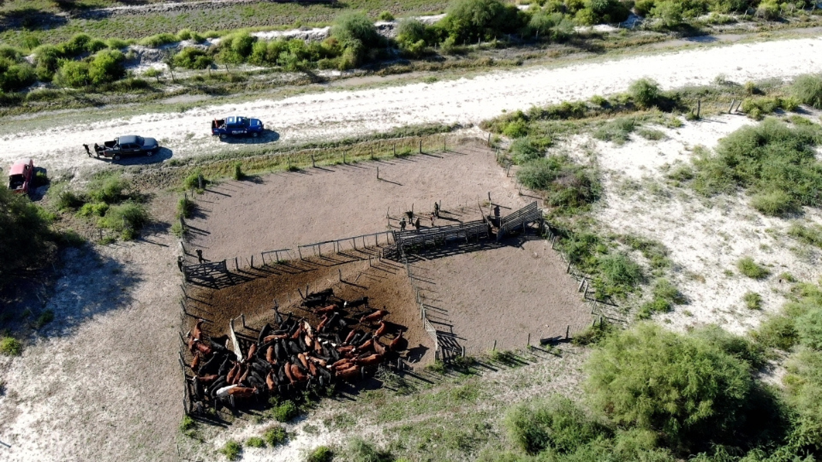 Se logró la recuperación de 77 animales vacunos.