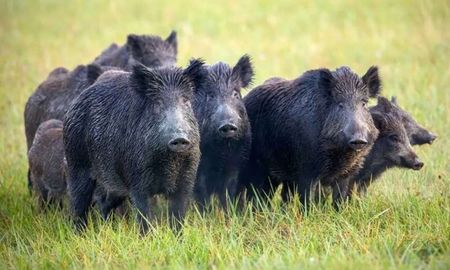 invasion de jabalies y ciervos en entre rios: crece la preocupacion de productores agropecuarios invasion de jabalies y ciervos en entre rios: crece la preocupacion de productores agropecuarios