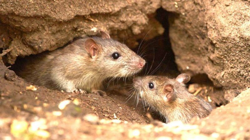 Hantavirus: la OMS emitió alerta y pide al Gobierno “una gestión ambiental integrada”