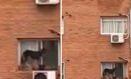 rescatan a perro en belgrano: su duena lo dejaba por horas en el borde de una ventana en el sexto piso rescatan a perro en belgrano: su duena lo dejaba por horas en el borde de una ventana en el sexto piso