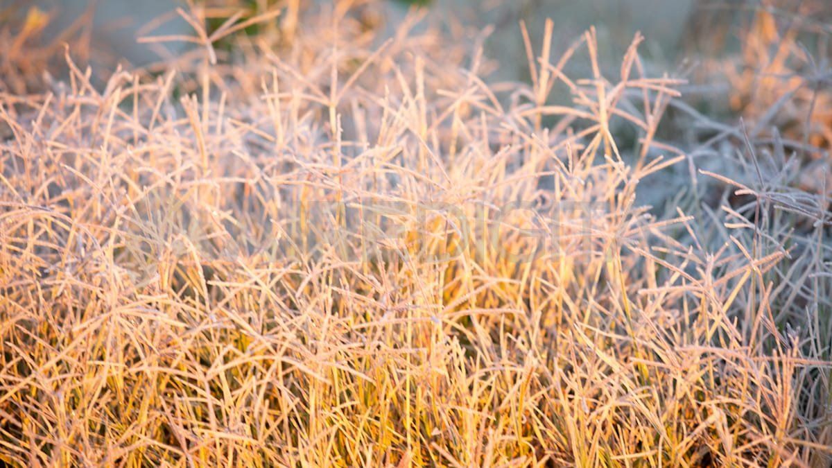 Las imágenes de la helada de este martes en Santa Fe. Se registraron las temperaturas más bajas en lo que va del año, con una sensación térmica bajo cero.