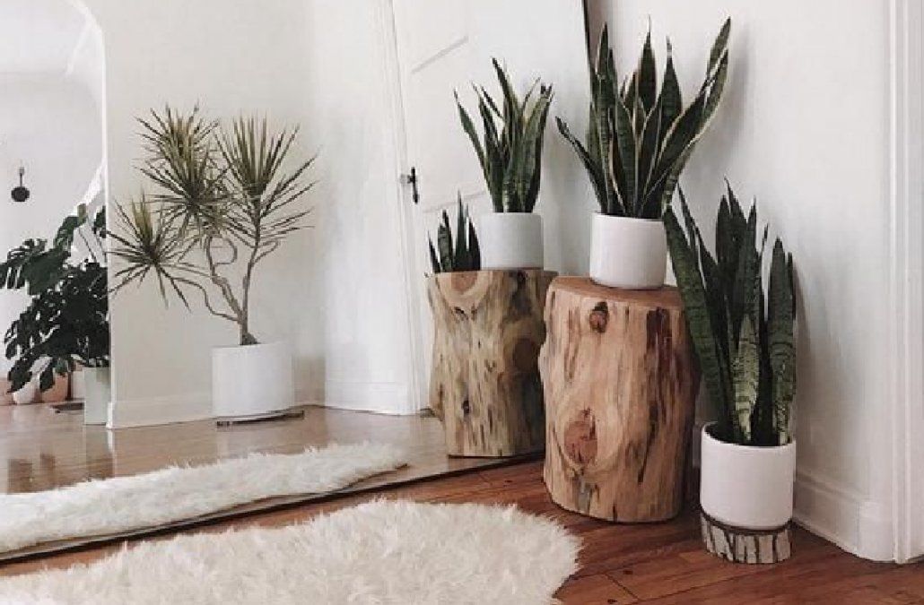 5 curiosidades que tenés que saber sobre la sansevieria