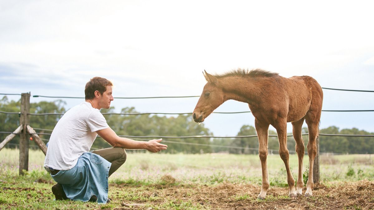 Con una pequeña inversión te permite ingresar al mundo de los negocios de caballos de polo. Con una pequeña inversión te permite ingresar al mundo de los negocios de caballos de polo.