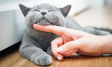 Si tu gato te da un cabezazo, siéntete afortunado. Es una clara muestra de su amor, confianza y deseo de estar cerca de ti. Si tu gato te da un cabezazo, siéntete afortunado. Es una clara muestra de su amor, confianza y deseo de estar cerca de ti.