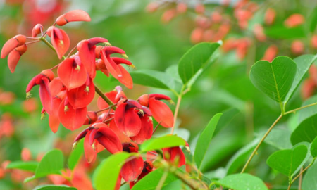 Por qué la flor del ceibo es símbolo nacional Por qué la flor del ceibo es símbolo nacional