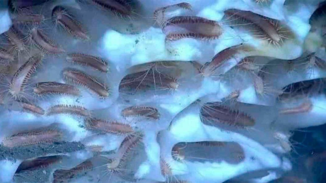 Científicos lograron despertar animales prehistóricos&nbsp;