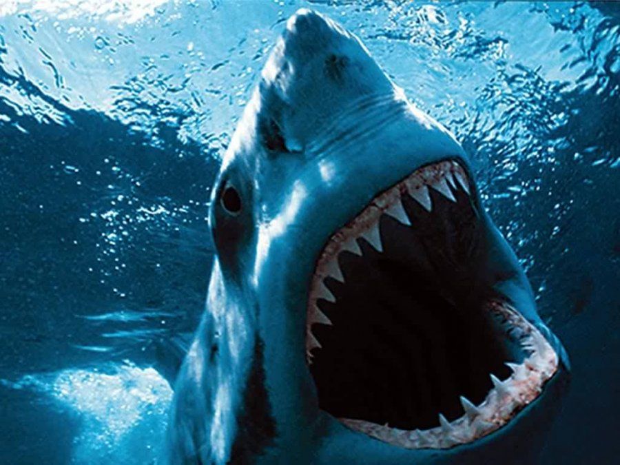 Por qué los tiburones amenazan nuestra conexión a internet