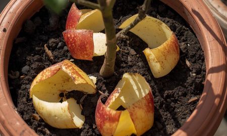 Para qué sirve enterrar cáscaras de manzana en la tierra de tus plantas. Para qué sirve enterrar cáscaras de manzana en la tierra de tus plantas.