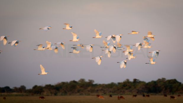 Aire de Santa Fe | Aire Viajes - Reserva El Estero_Garzas blancas_DSC08212_MTH.jpg