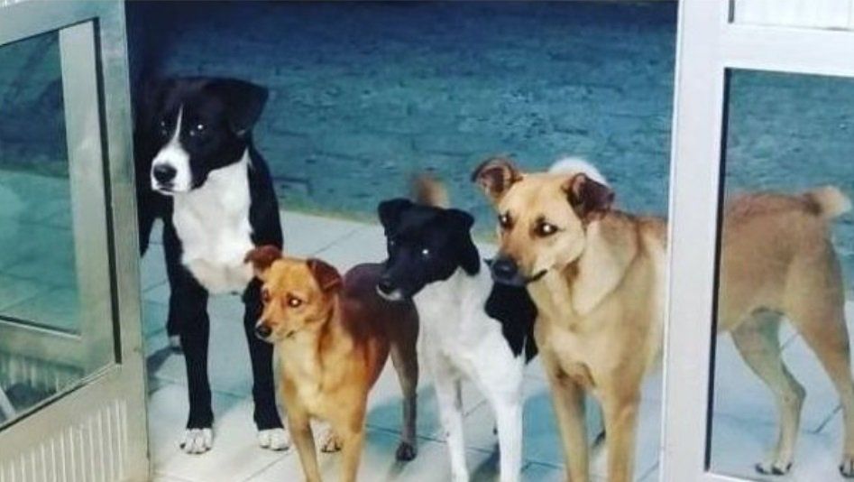 Su dueño indigente cayó enfermo y los perritos lo esperan en la puerta del hospital