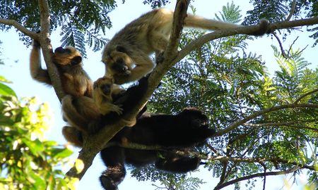 Los monos aulladores también son una especie que ha sido capturada para ser vendida como mascota. Los monos aulladores también son una especie que ha sido capturada para ser vendida como mascota.