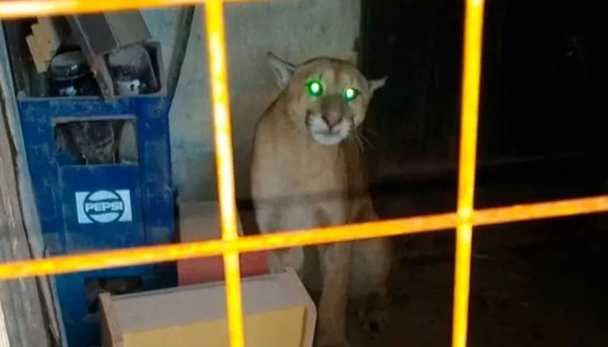 Casilda: se topó con un puma cuando iba a llevar a sus hijos a la escuela