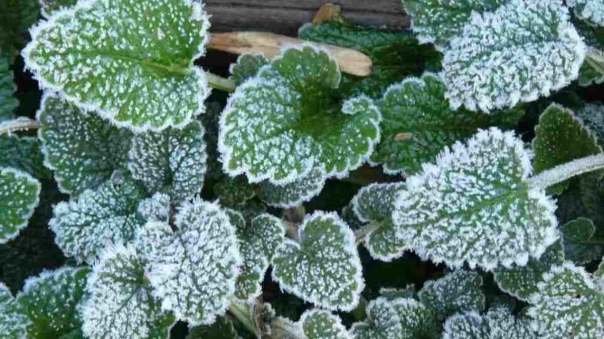 Las heladas pueden dañar hojas, tallos y raíces, por eso especialistas recomiendan proteger las plantas durante las noches más frías.
