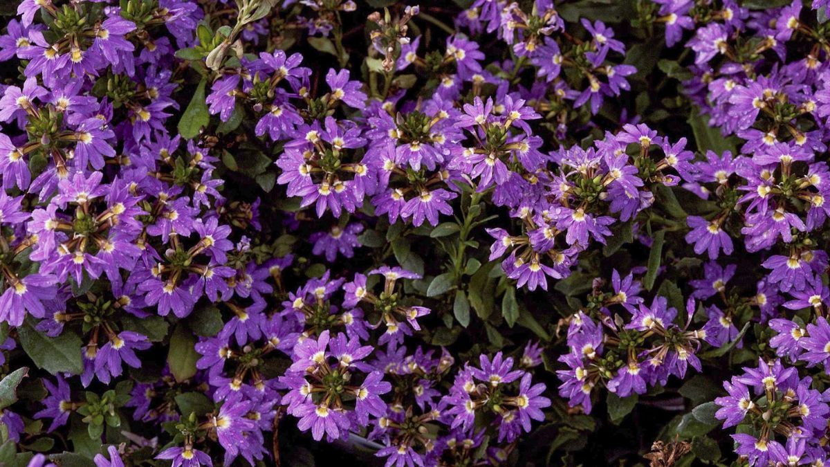 Flores poco comunes que florecen más cuanto más sube la temperatura.