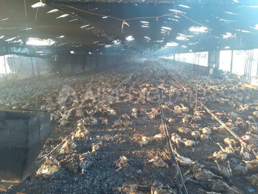 Los pollos murieron dentro del galpón de engorde.