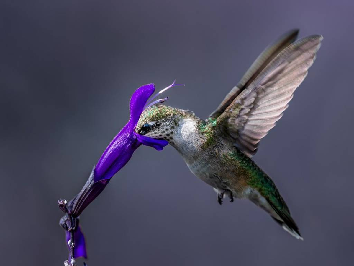 Para los mayas, el colibrí es un mensajero de buenas vibras.