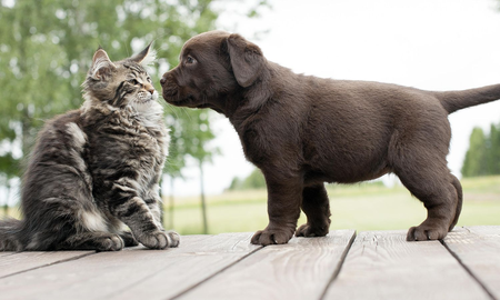 Qué comidas comunes son tóxicas para perros y gatos Qué comidas comunes son tóxicas para perros y gatos