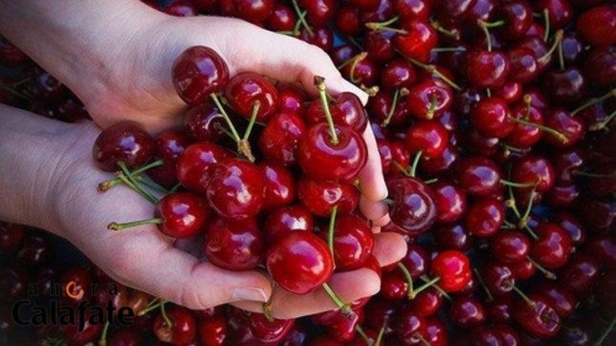 Esta vez sí llegan: Las cerezas mendocinas también salen a la conquista de China