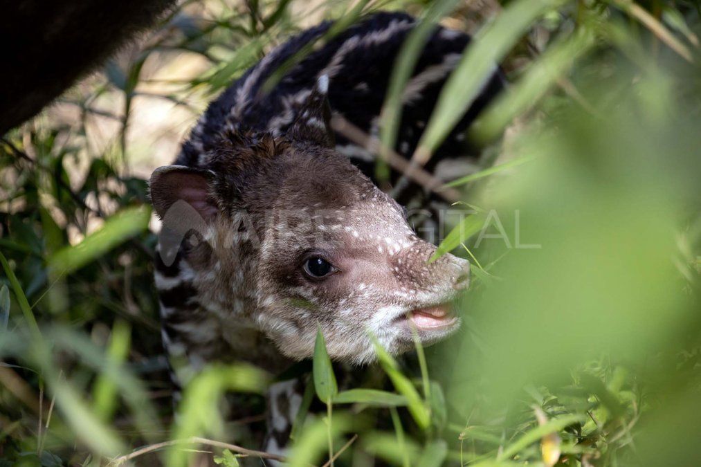 El Tapir o Mboreví (Tapirus terrestris) es un perisodáctilo (orden al que pertenecen también los caballos, las cebras y los rinocerontes) de amplia distribución en selvas, espinales y humedales de Sudamérica.