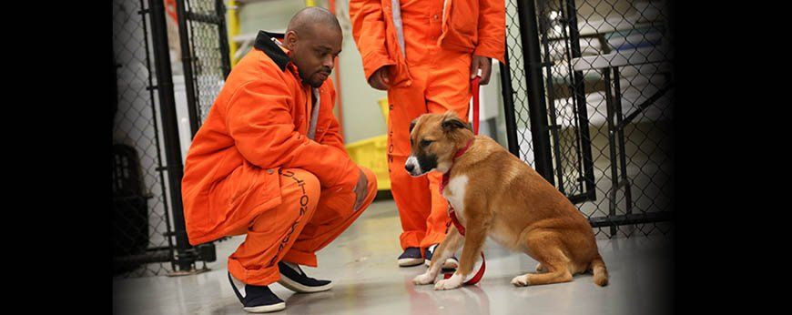 Compañeros de Celdas, perros que rehabilitan a presos