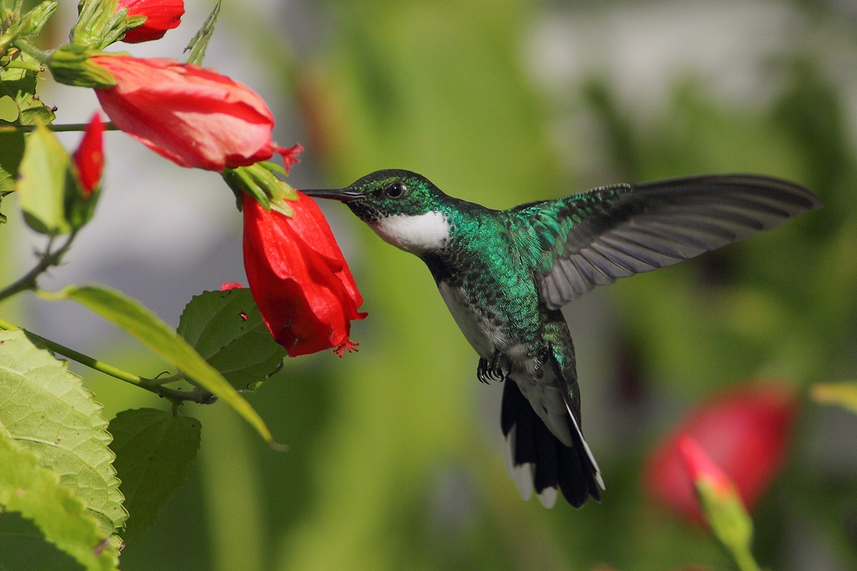 Aunque el colibrí busca néctar en casi todas las flores, prefiere las rojas o naranjas.