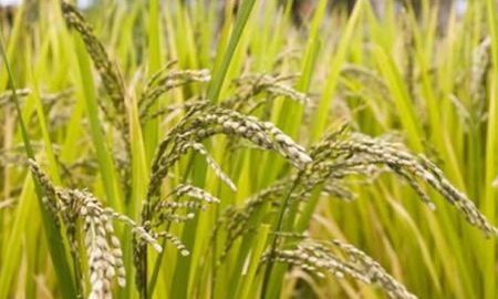Aire de Santa Fe | Editada arroz.jpg