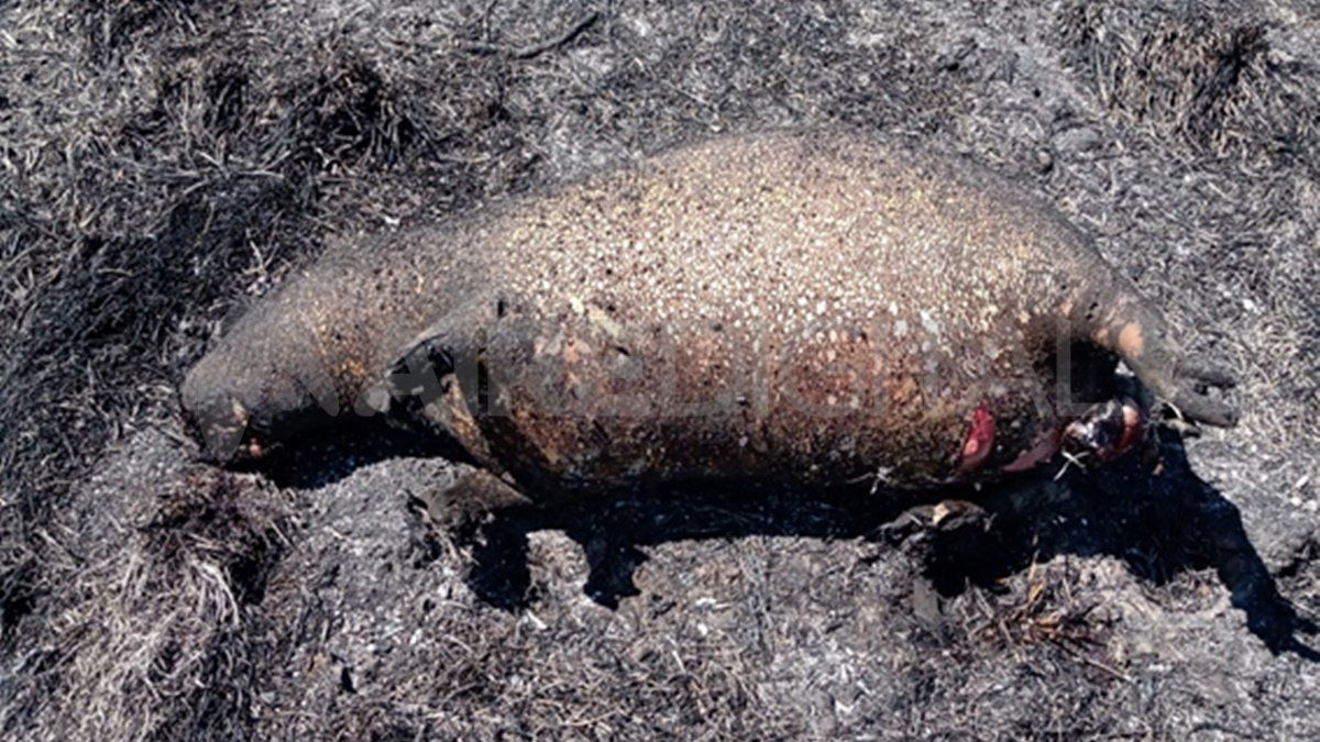 La investigación del Conicet Santa Fe busca estimar la densidad de animales muertos por los incendios.