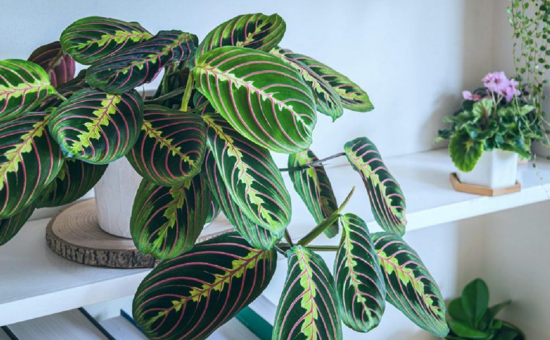 Plantas de interior que crecen con poca luz