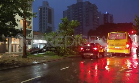 Un árbol se cayó por las fuertes ráfagas de viento en Bulevar Gálvez, casi Vélez Sarfield. Un árbol se cayó por las fuertes ráfagas de viento en Bulevar Gálvez, casi Vélez Sarfield.