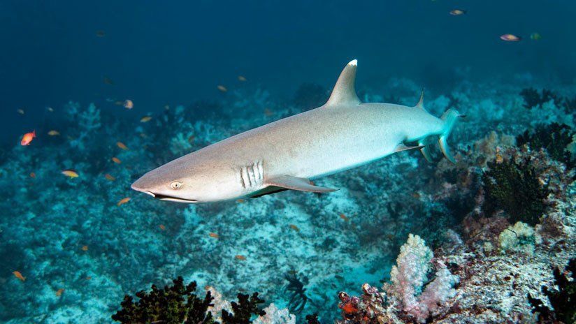 “Sentí el crujido de mi cabeza”: Un hombre relata cómo sobrevivió al ataque de un tiburón