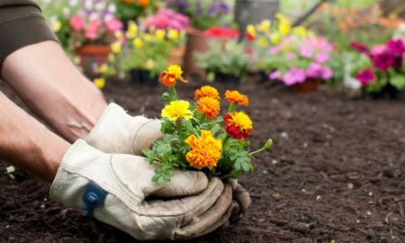 Seguir las recomendaciones del Feng Shui para el trasplante de plantas puede traer múltiples beneficios, no solo para la salud de las plantas, sino también para el flujo de energía positiva en el hogar. Seguir las recomendaciones del Feng Shui para el trasplante de plantas puede traer múltiples beneficios, no solo para la salud de las plantas, sino también para el flujo de energía positiva en el hogar.