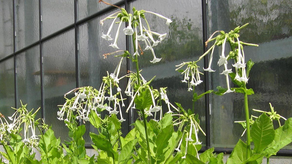 La Nicotiana alata, con su dulce fragancia, transforma cualquier rincón del jardín en un espacio lleno de aromas delicados. La Nicotiana alata, con su dulce fragancia, transforma cualquier rincón del jardín en un espacio lleno de aromas delicados.