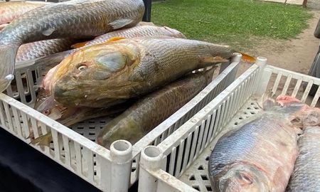 En la feria del pescado, que comenzó a las 7 y finalizó cerca de las 13 de este jueves, se vendieron 2000 kilos. Este viernes continuará la venta. En la feria del pescado, que comenzó a las 7 y finalizó cerca de las 13 de este jueves, se vendieron 2000 kilos. Este viernes continuará la venta.