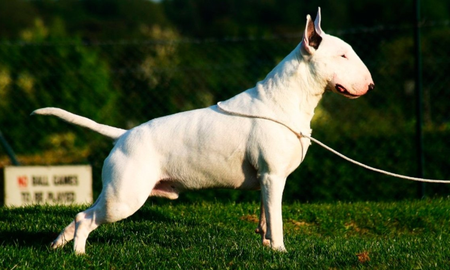 Compraron un bull terrier y a la semana mató a su bebé de un año Compraron un bull terrier y a la semana mató a su bebé de un año