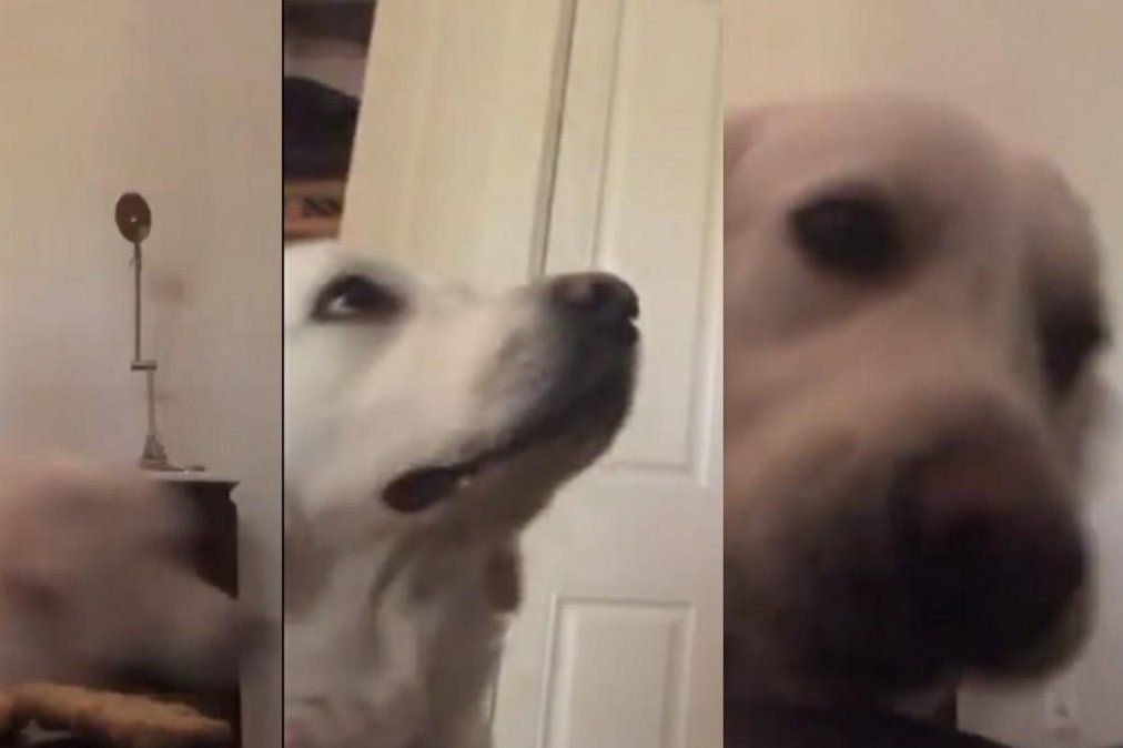 Perro no supera el reto de la paciencia.