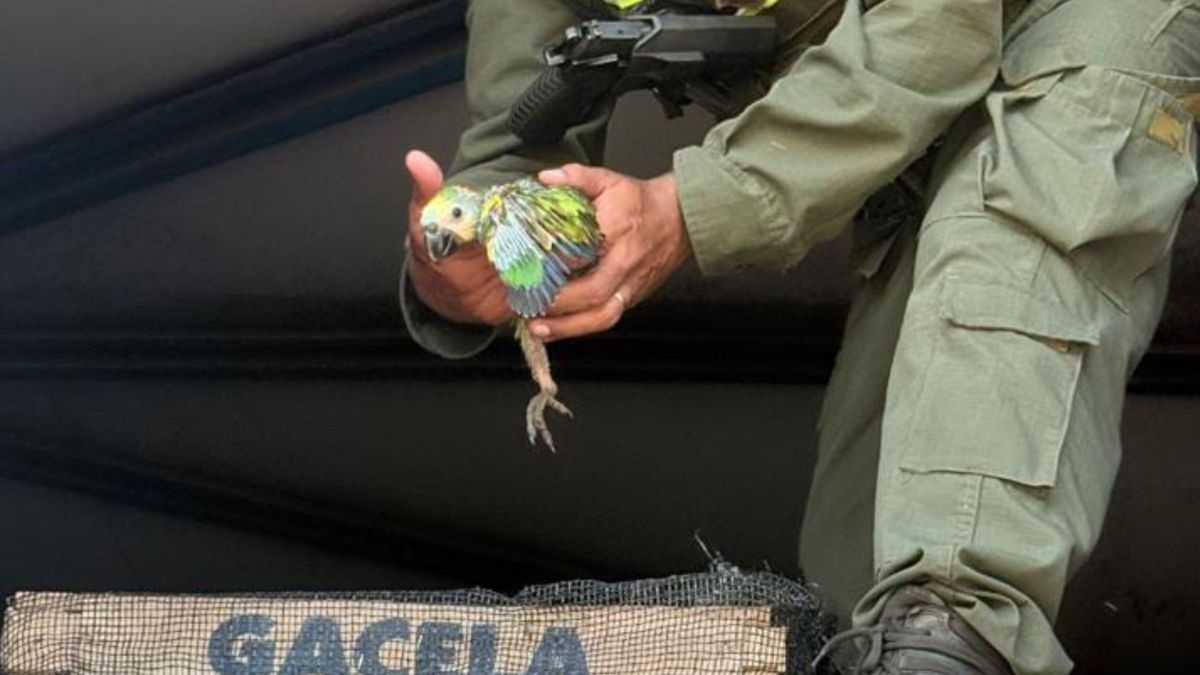 Transportaban pichones de loros entre pallets de mercadería y fueron imputados.