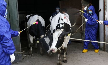 Vacas diagnosticadas con brucelosis son desinfectadas antes de ser sacrificadas en la provincia de Shaanxi, China, el 12 de noviembre de 2014. Vacas diagnosticadas con brucelosis son desinfectadas antes de ser sacrificadas en la provincia de Shaanxi, China, el 12 de noviembre de 2014.