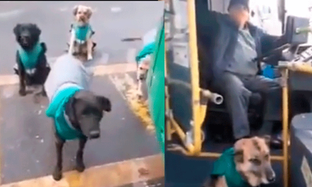 Rescatan perros callejeros para acompañar a los choferes de una empresa de transporte Rescatan perros callejeros para acompañar a los choferes de una empresa de transporte