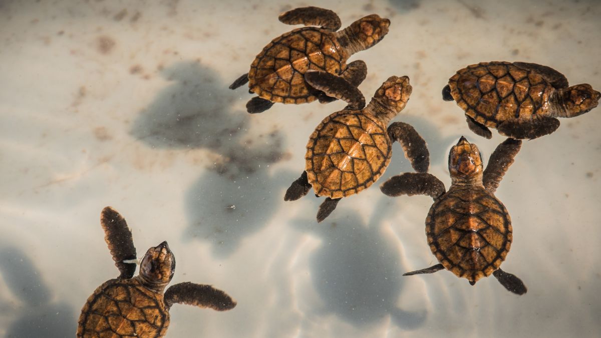Los sue&ntilde;os con animales suelen funcionar como met&aacute;foras del comportamiento propio.