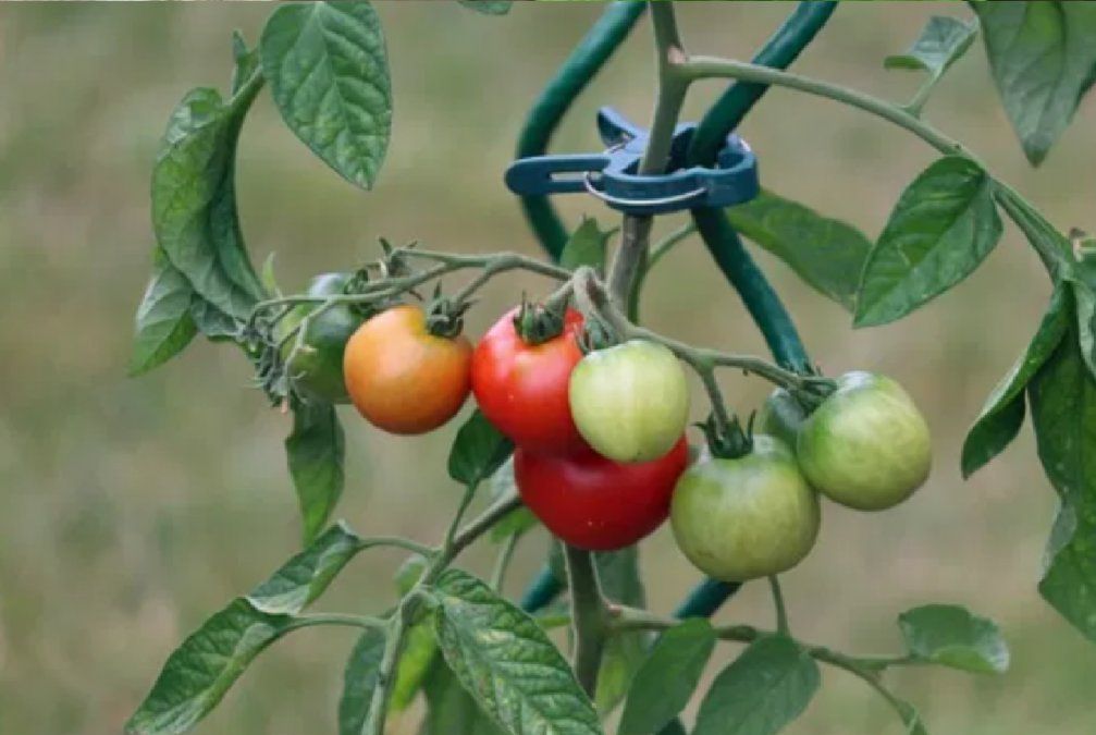 Cómo madurar tomates verdes fuera de la planta