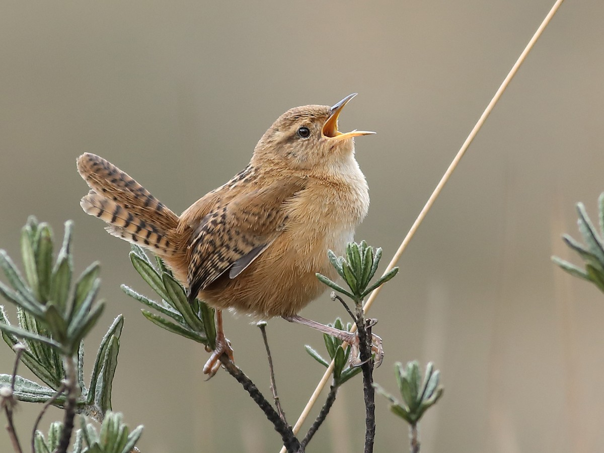Un ave de Mendoza es capaz de elegir el sexo de sus crías: el increíble hallazgo que sorprendió a la comunidad científica