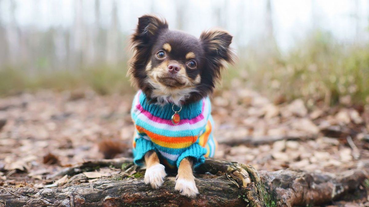 Muchas personas abrigan a sus perros para protegerlos del frío.