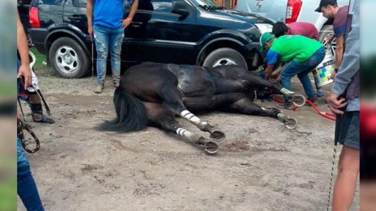 Los caballos murieron luego de competir en una de las carreras cuadreras.