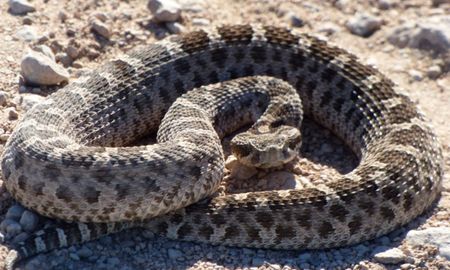 el cazador mas desafortunado de ee.uu. salta una zanja y es mordido en la cabeza por una serpiente venenosa el cazador mas desafortunado de ee.uu. salta una zanja y es mordido en la cabeza por una serpiente venenosa