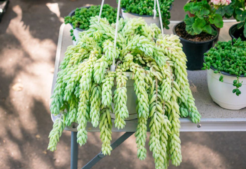 Cola de burro: la planta mexicana que no puede faltar en tu colección