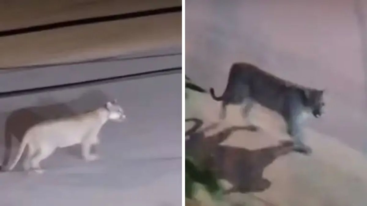Un puma fue visto caminando en plena calle en Valeria del Mar.