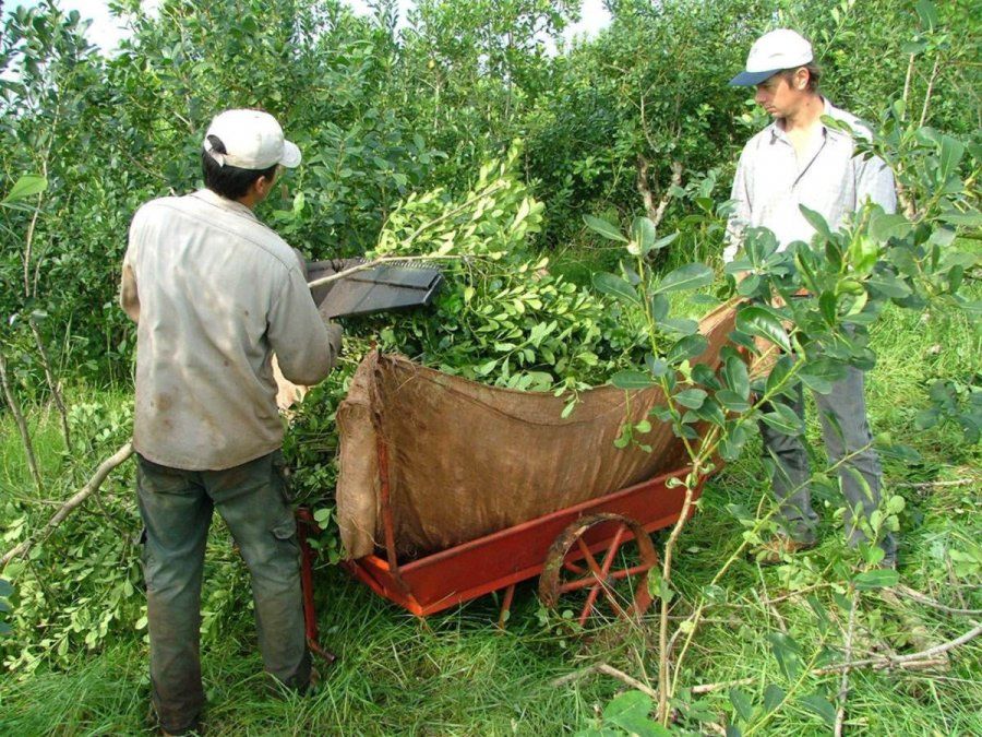 En términos reales, el precio que recibe el productor por la hoja verde cayó 45,9%. En términos reales, el precio que recibe el productor por la hoja verde cayó 45,9%.
