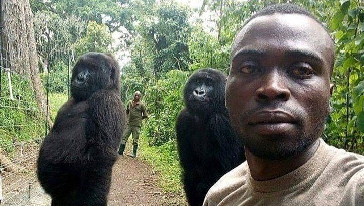 Las increíbles selfies de guardaparques con gorilas “casi humanos”
