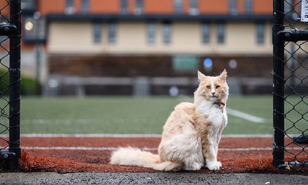 El gato Mittens, un angora turco de 10 años muy famoso en Wellington. El gato Mittens, un angora turco de 10 años muy famoso en Wellington.
